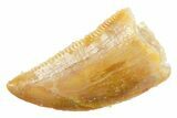 Serrated Raptor Tooth - Real Dinosaur Tooth #364835-1